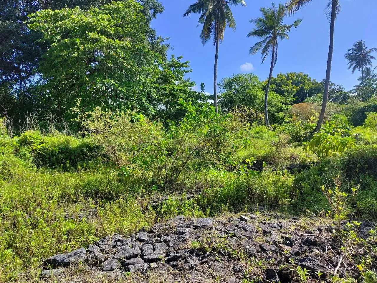 އެކަހެރި ކާށިދޫ، އަހަރެން ޝައުގުވެރިކޮށްލީ އާޘާރުތަކުން!